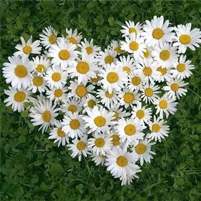 球探比分旧版大全下载手机版